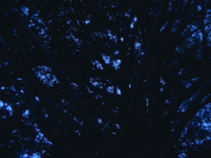 牧野貴《The Intimate Stars》（デジタルリマスター版） MAKINO Takashi, <i>The Intimate Stars</i> (digital remastered version)